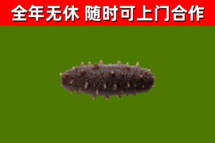 绥化烟酒回收干海参.jpg